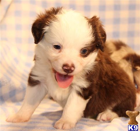 Miniature Australian Shepherd